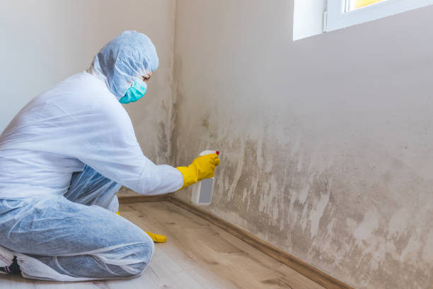 Licensed Basement Mold Remediation service in Belvidere, NC - WQB Mold Removal