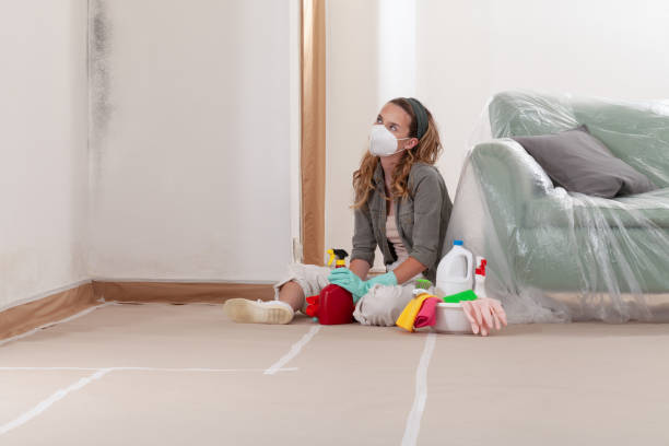 Reliable Basement Mold Remediation contractor in Belvidere, NC by WQB Mold Removal