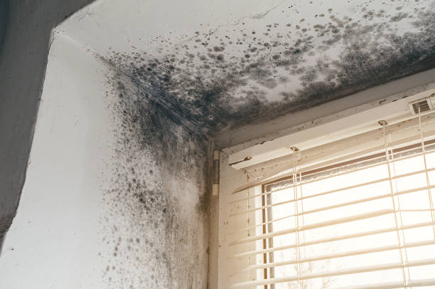 Affordable Basement Mold Remediation solutions in Belvidere, NC